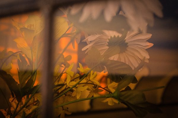 daisy-flowers-with-fog